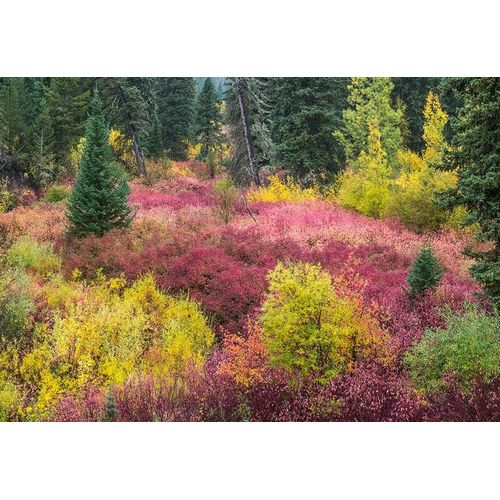 Wyoming-Hoback fall colors along Highway 89 with Dogwood-Willow-Evergreens-Aspens